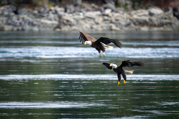 Two eagles diving