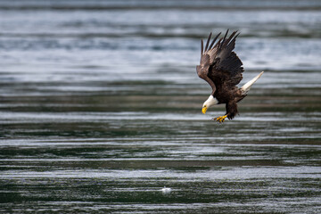 Bald eagle dives for fish
