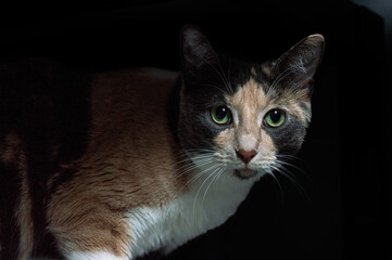 Multicolored Serious Cat