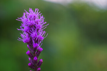 初夏の高原に咲く紫色の花