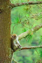 A young monkey on a tree lonely in Karo, Sumatra Utara, Indonesia.