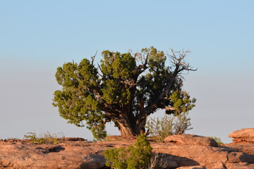 Fototapeta premium Utah