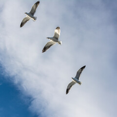 Bariloche, Argentina, 