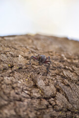 A close-up insect in a tree