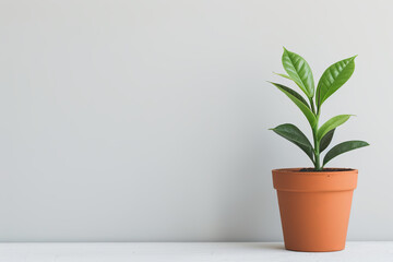 Obraz premium A vibrant green plant in a terracotta pot against a minimalist wall, perfect for interior decor and home aesthetics.