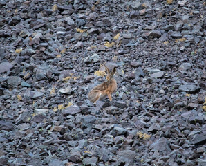 A hare on the ground