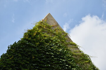 pyramid covered by green foliage 