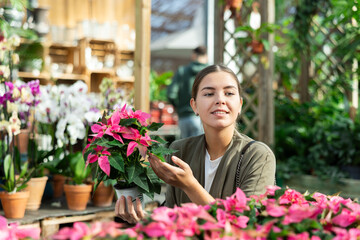 Fototapeta premium Young woman buyer chooses poinsettia in pot in flower shop..