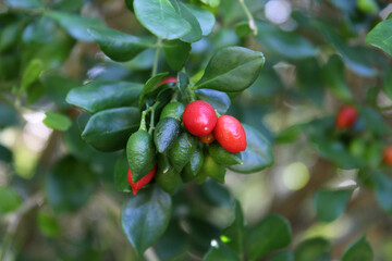 Red and green seeds fruit on a Murraya mock orange tree in a garden