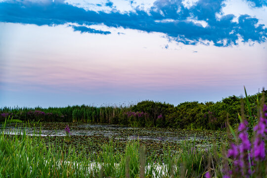 Sea Marsh 