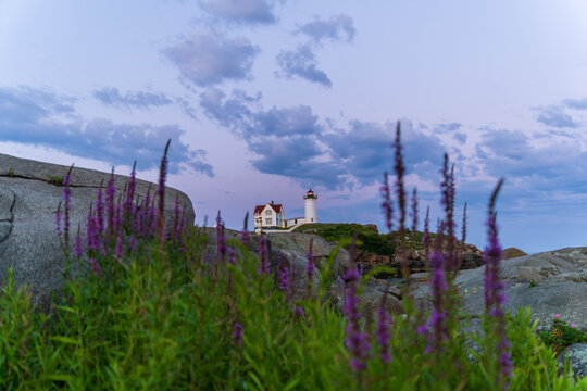 Lighthouse Flowers 