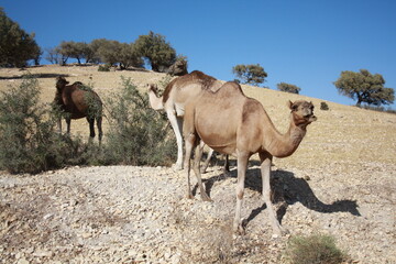 Camels grazing in nature
