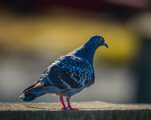 Pigeon on the pier