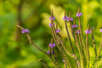 Beautiful purple blue vervain (swamp verbena) wildflower Ontario