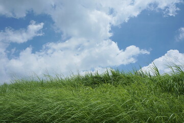 草むらと空