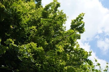 朝日に透ける葉