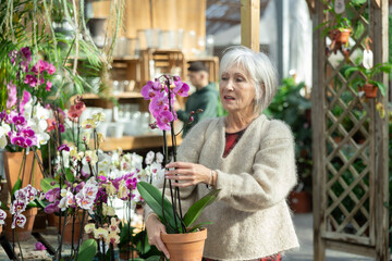 Senior woman inspects pot with houseplant orchid in store for amateur gardeners. Buyer reads name...