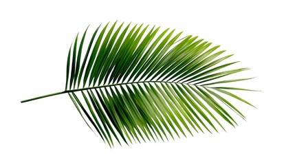 Fototapeta premium single palm grace leave on a white background