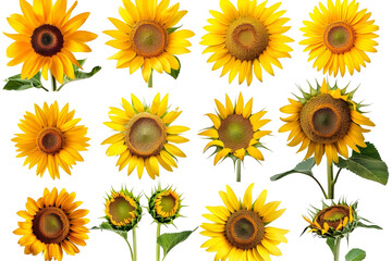 A collection of sunflowers in various stages of bloom, isolated on a black background.