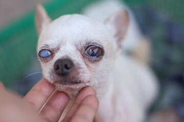 Old dog white chihuahua with Asian left hand stroking massage on chin soft focus on background