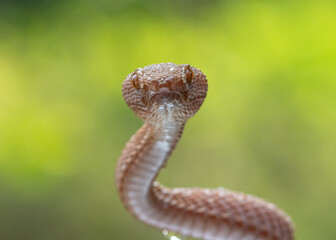 close up of a snake