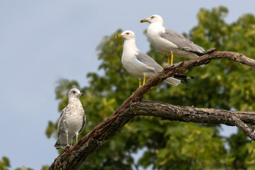 Family unit of three Ring-Billed Gulls roosted in a tree over a lake. White and gray sea birds that are common sights near shores and bodies of water. Here the offspring stays close to its parents