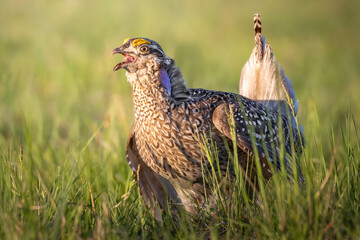 Sharp-tailed Grouse Good Morning. A male (Tympanuchus phasianellus) uses vocalizations and dances to attract female attention in the warm morning light hours. Behavior occurs in a grassland lek