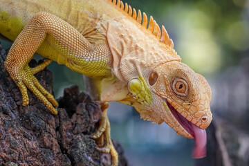 close up of a lizard