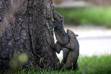 The Dance of Romance. Two melanistic Eastern Gray Squirrels (Sciurus carolinensis) attempt copulation at the base of a tree trunk. Large dark rodents engaging in breeding behavior in suburban area