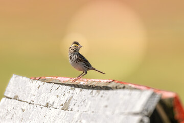 Savanah Sparrow (Passerculus sandwichensis) perched in bright and colorful bokeh. Small brown grassland prairie bird sits at high vantage point to vocalize for potential mates and spot insect prey