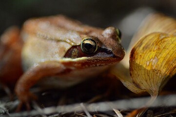 Curious wood frog (Lithobates sylvaticus) on forest floor