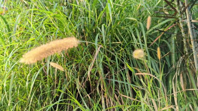Setaria Viridis or Setaria Pumila swaying in the wind with it's leaves, Green Setaria Parviflora with it's flowers and leaves waving in the wind, Forest 4K, nature video.