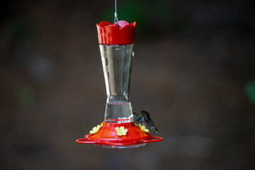 Bird visiting a nectar feeder in daylight.