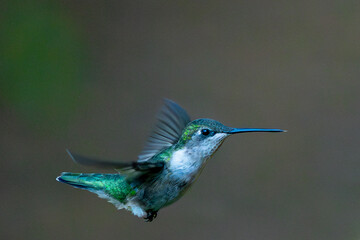 Green Hummingbird in flight