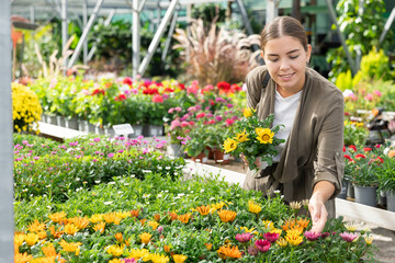 Girl customer-onlooker curiously examines showcase exhibition with outdoor plant gazania. Owner of...