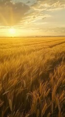 wheat fields swaying in the wind in low aerial view
