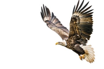 Obraz premium flying eagle white background