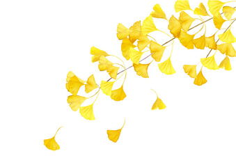 イチョウの葉の水彩イラスト