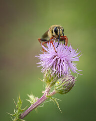 bee on a pink flower