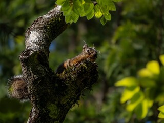 森の中で樹木の枝の上にいるリス