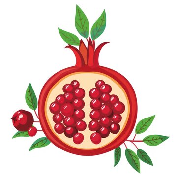 red pomegranate fruit cut open with seeds clip art preview