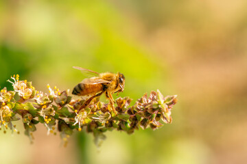 European honey bee also known as Apis mellifera pollinates a beautiful flower.