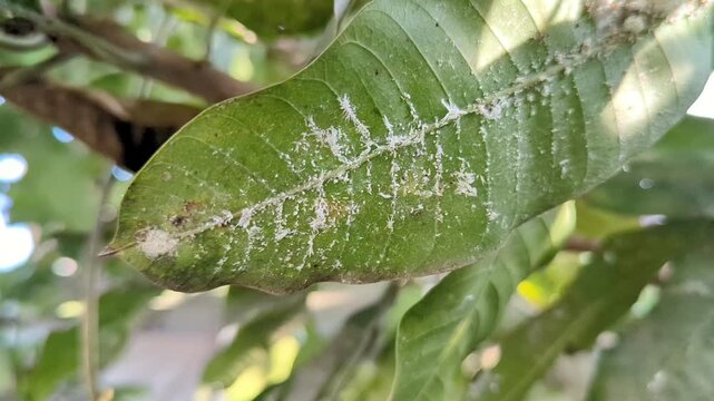 Close up Mealybugs or "Planococcus lilacinus" on mango leaves, plant condition, stock video, 4K.