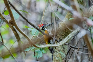 The Common goldenback on the tree