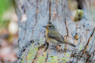 The Tickell's Blue Flycatcher in nature