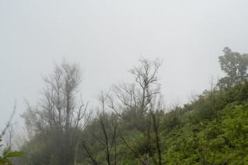Obraz premium The sky is overcast and the trees are bare
