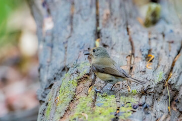 The Tickell's Blue Flycatcher in nature