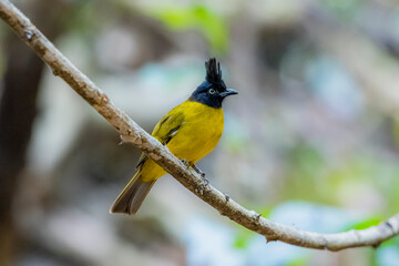 The Black-crested Bulbul in nature