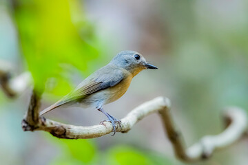 The Tickell's Blue Flycatcher in nature