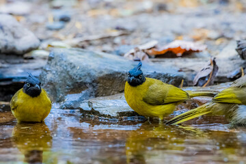 The Black-crested Bulbul in nature
